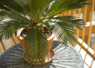 Cycas la pianta: coltivazione, cura e attenzioni