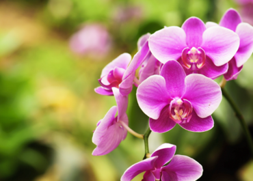 Come curare le orchidee in casa? I nostri consigli per punti!