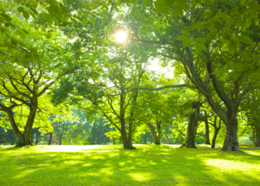 Alberi antismog: le 10 specie più efficienti contro le polveri sottili