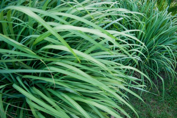 Citronella