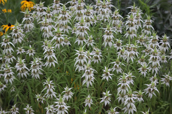 Monarda