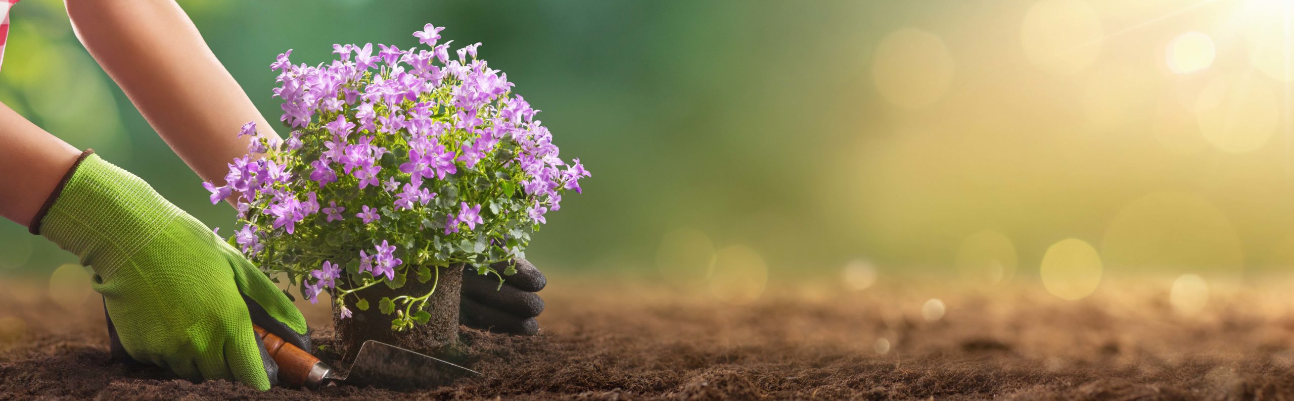 Planting Flowers in a Garden Closeup Planting Flowers In Sunny Garden. Spring Gardening Works Concept