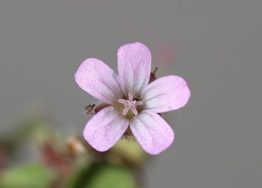 Geranio Malvaccino_Crescita Miracolosa