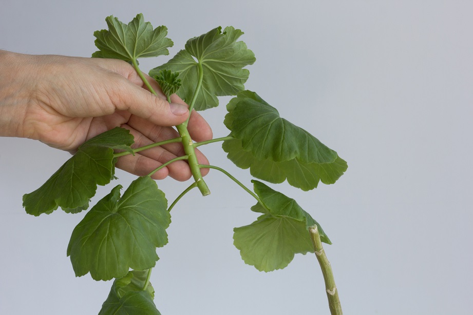 Come fare talea di Gerani_Crescita Miracolosa