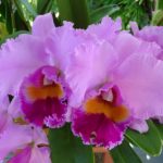 Orchidea Cattleya_Crescita Miracolosa