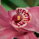 Orchidea Cymbidium_Crescita Miracolosa