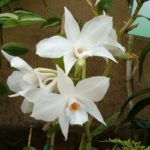 Orchidea Dendrobium_Crescita Miracolosa