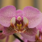 Orchidea Phalaenopsis_Crescita Miracolosa