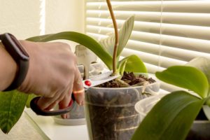 Come tagliare e potare le orchidee