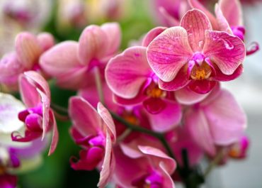 Orchidea Come Curarla e Farla Rifiorire