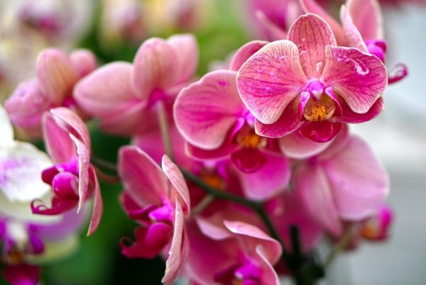 orchidea come curarla e farla rifiorire_Crescita Miracolosa